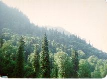 Forests Around Reeh