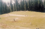 Cricket Match in Narkanda