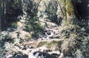 Forest of Yamunotri